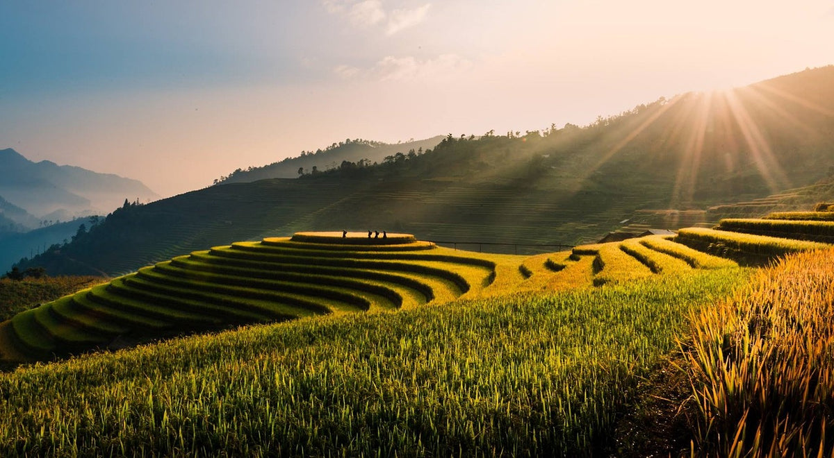 What Makes Rice Straws Biodegradable? The Science Explained